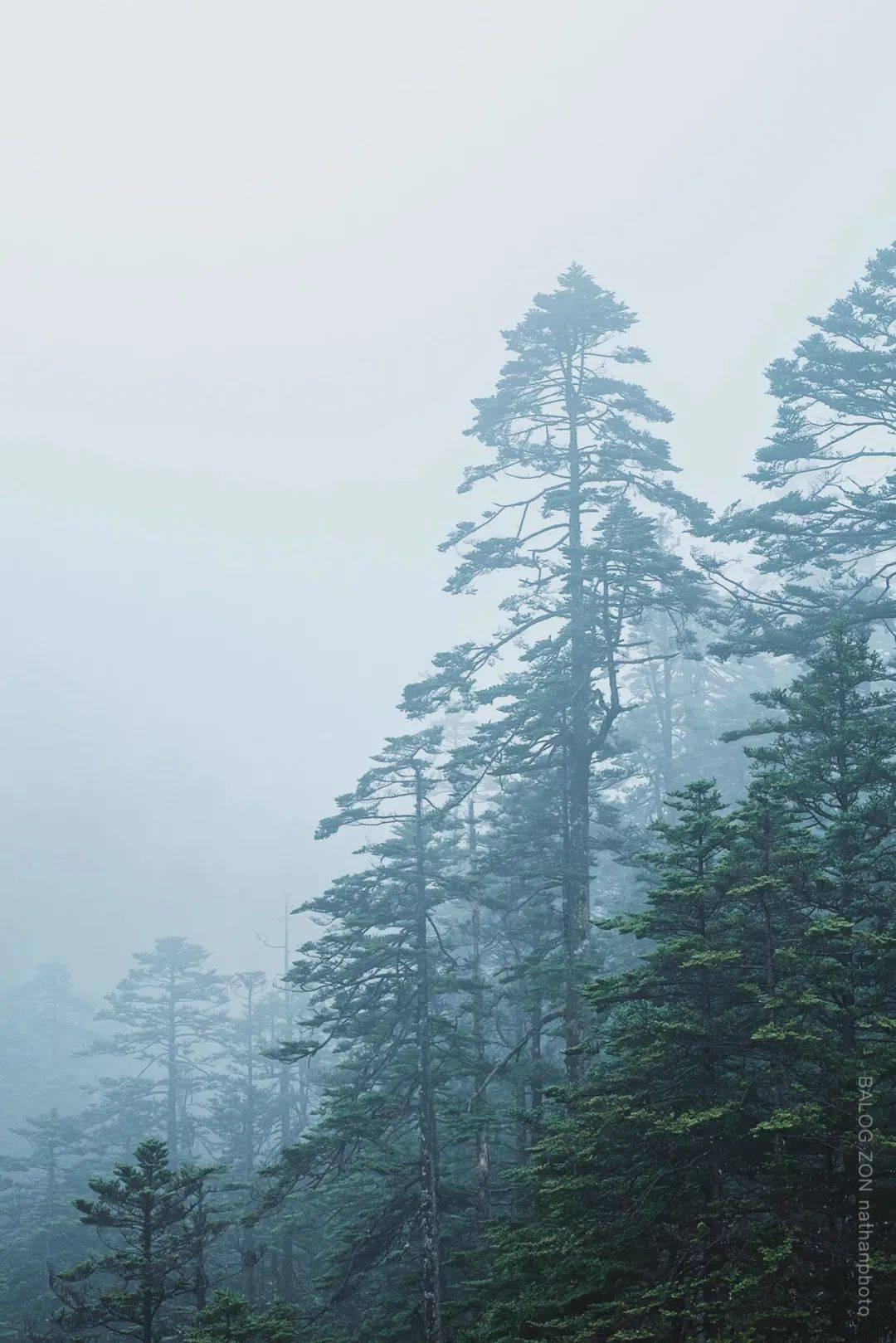 逃离野丛之森